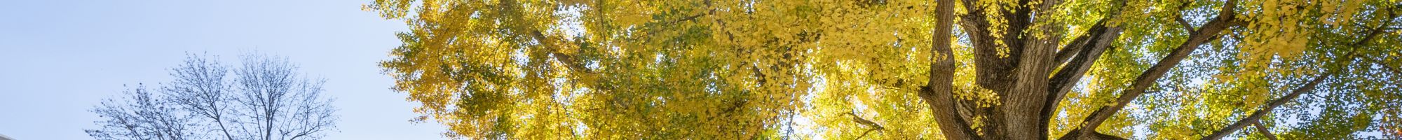 Pratt Gingko